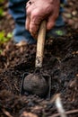 Digging up truffle mushroom in the forest. Selective focus. Royalty Free Stock Photo