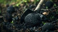 Digging up truffle mushroom in the forest. Selective focus. Royalty Free Stock Photo