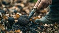 Digging up truffle mushroom in the forest. Selective focus. Royalty Free Stock Photo
