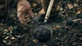 Digging up truffle mushroom in the forest. Selective focus. Royalty Free Stock Photo
