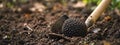 Digging up truffle mushroom in the forest. Selective focus. Royalty Free Stock Photo