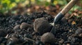 Digging up truffle mushroom in the forest. Selective focus. Royalty Free Stock Photo