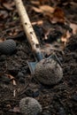 Digging up truffle mushroom in the forest. Selective focus. Royalty Free Stock Photo