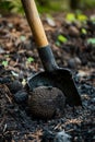 Digging up truffle mushroom in the forest. Selective focus. Royalty Free Stock Photo