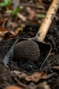 Digging up truffle mushroom in the forest. Selective focus. Royalty Free Stock Photo