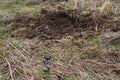 Digging wild boar and excrement at forest edge on field in early spring