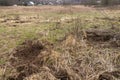 Digging wild boar at forest edge on field near village in early spring