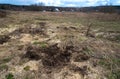 Digging wild boar at forest edge on field near village in early spring