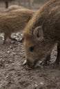 Boar feral pig young rookie in organic respectful petting farm Royalty Free Stock Photo
