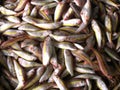 Digha fish market,sea fish,India