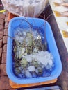 Digha Mohona Fish Market. lobstar fish in the fish Market.. Fish shop.