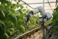 Digital agricultures innovation Robotic arm perfects melon harvesting in smart farming