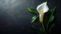 Calla Flower Sympathy Card on Black - Funeral Condolences with Copy Space - Digital AI Art Royalty Free Stock Photo