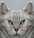 Digital altered portrait of british cat