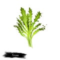 Digital art Frisee, Curly endive, Chicory frisee or crispum isolated on white background. Organic healthy food. Green vegetable. Royalty Free Stock Photo