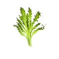 Digital art Frisee, Curly endive, Chicory frisee or crispum isolated on white background. Organic healthy food. Green vegetable. Royalty Free Stock Photo