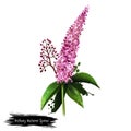 Digital art illustration of Anthony waterer spirea isolated on white. Hand drawn flowering bush of Rosaceae family. Colorful