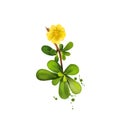 Digital art illustration of Common purslane, Portulaca oleracea isolated on white background. Organic healthy food. Green fresh Royalty Free Stock Photo
