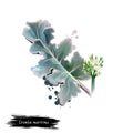 Digital art illustration of Crambe maritima, Sea kale, Crambe isolated on white background. Organic healthy food. Green fresh