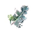 Digital art illustration of Crambe maritima, Sea kale, Crambe isolated on white background. Organic healthy food. Green fresh