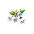 Digital art illustration of Glossy abelia isolated on white. Hand drawn flowering bush of Caprifoliaceae family. Colorful