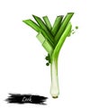 Digital art illustration of Leek or Allium ampeloprasum isolated on white background. Organic healthy food. Green vegetable. Hand Royalty Free Stock Photo