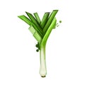 Digital art illustration of Leek or Allium ampeloprasum isolated on white background. Organic healthy food. Green vegetable. Hand Royalty Free Stock Photo