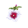 Digital art illustration of Rose of Sharon isolated on white. Hand drawn flowering bush Hibiscus syriacus. Colorful botanical