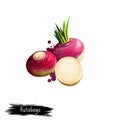 Digital art illustration of Rutabaga or Brassica napus isolated on white background. Organic healthy food. Red root vegetable. Royalty Free Stock Photo