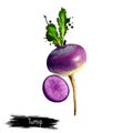 Digital art illustration of Turnip or Brassica rapa isolated on white background. Organic healthy food. Violet root vegetable.