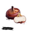 Digital art illustration of Water chestnut, Eleocharis dulcis isolated on white background. Organic healthy food. Brown bulb