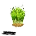 Digital art illustration of Wheatgrass, Triticum aestivum isolated on white background. Organic healthy food. Green fresh grass