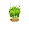 Digital art illustration of Wheatgrass, Triticum aestivum isolated on white background. Organic healthy food. Green fresh grass