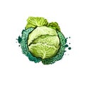 Digital art Kale or leaf cabbage, Brassica oleracea drawing isolated on white background. Organic healthy food. Green vegetable.