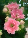 Digital Art Pink Double Kalanchoe Flowers Closeup