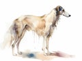 Digital art in the style of a watercolor painting of a beautiful russian borzoi dog, standing. Royalty Free Stock Photo