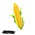 Digital art Sweet corn, sugar corn or Pole corn maize isolated on white background. Organic healthy food. Yellow vegetable. Hand