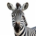 Digital Art Zebra Close-up: High-key Lighting On White Background