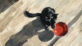 Charming Illustration of a Dog with a Red Bowl, Eager Look Captured, Ideal for Pet Lovers' Blogs and Articles. AI