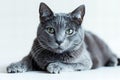 Digital artwork of  grey cat is lying down on a white background, high quality, high resolution Royalty Free Stock Photo