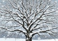 A digital artwork of a large tree covered in snow. The branches are bare, with snow delicately outlining each limb against a gray Royalty Free Stock Photo