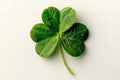 Digital artwork of  single fourleaf clover isolated on white background, photo from top view, no shadow, no reflection, no te Royalty Free Stock Photo
