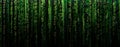 Digital background green matrix. Binary computer code. Hacker concept Royalty Free Stock Photo