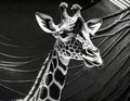 digital black and white light art performance of a hyperrealistic giraffe with glowing colourful neon bold line art- generated by Royalty Free Stock Photo
