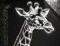 digital black and white light art performance of a hyperrealistic giraffe with glowing colourful neon bold line art- generated by Royalty Free Stock Photo