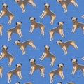 Digital border terrier pattern on the blue background. Royalty Free Stock Photo