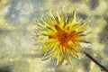 Digital brushwork of blooming yellow thistles flower.