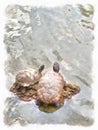 Digital brushwork of two turtles relax on a rock.
