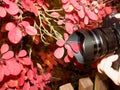 Digital camera in hands on blur leaf background taking photo