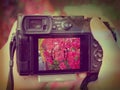 Digital camera with touchtable display on autumn leaves Royalty Free Stock Photo